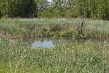 Ördek otu ve alglerle kaplı eski bir bataklığın yüzeyi, ölü ağaçlar ve bataklık çayırları.,