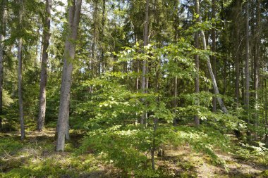 Orman, iklim değişikliği, kuraklık ve fırtınalar ve ham madde olarak ormanların tahrip edilmesi nedeniyle çöker.