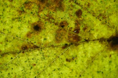 Sonbaharda yaprak döken bir ağacın yaprakları Studi 'de ayrıntılı olarak oluşturuldu.