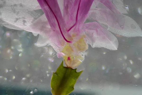 Kaktüs Schlumbergera Ayrıntılarıyla Pembe Çiçeklerle Dolu — Stok fotoğraf