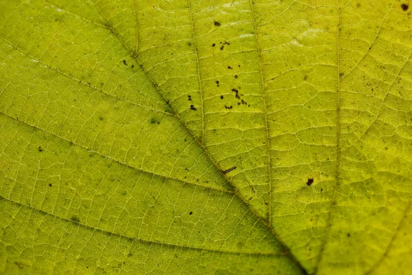秋の落葉樹の葉を詳しく研究した — ストック写真