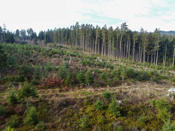 巴伐利亚森林因气候变化而必须进行的森林砍伐和再造林 免版税图库图片