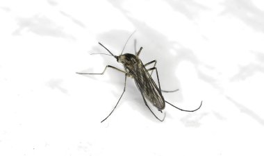 Beyaz bir duvarda sivrisinek, makro modda detay