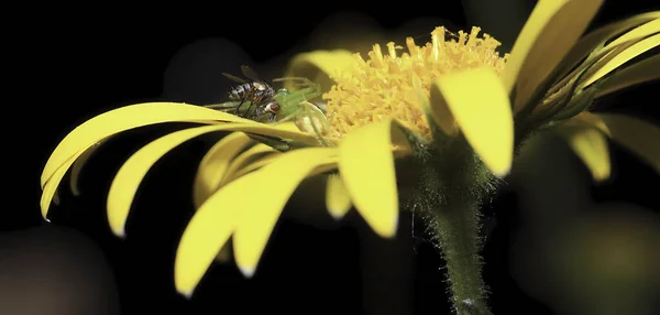 Aranha Come Uma Mosca Uma Flor Jardim Amarelo — Fotografia de Stock