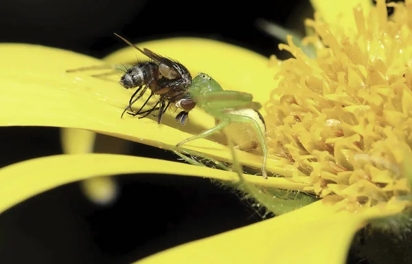 Pająk Zjada Muchę Żółtym Kwiatku Ogrodowym — Zdjęcie stockowe