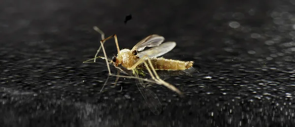 Mücke Auf Dem Wasser Mit Oberflächenspannung — Stockfoto