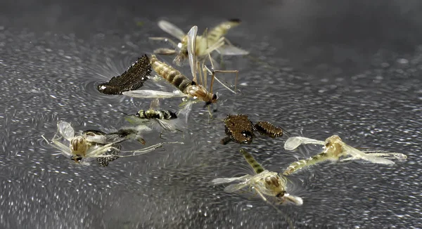 Mückenlarve Wasser Auch Mücken Genannt — Stockfoto