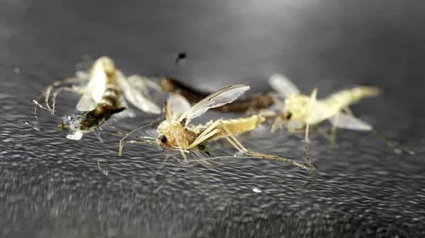 Mücke Auf Dem Wasser Mit Oberflächenspannung — Stockfoto