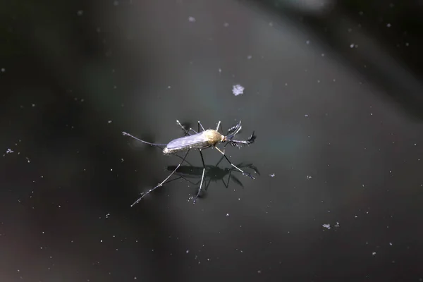 具有表面张力的水中蚊子 — 图库照片