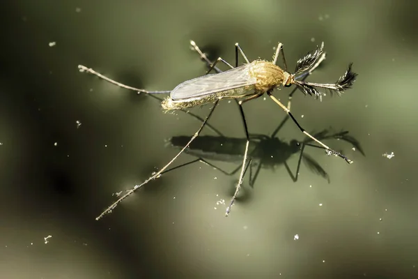 Mosquito Agua Con Tensión Superficial —  Fotos de Stock