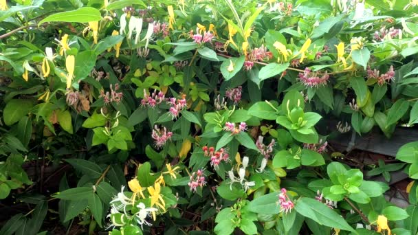 Blühendes Geißblatt Garten Lockt Insekten Mit Duft — Stockvideo