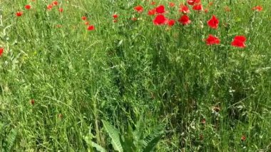 Yaban çiçekleri ve kırmızı gelincikler mavi gökyüzü güneşli bir günde bir bahar çayırı gibi,
