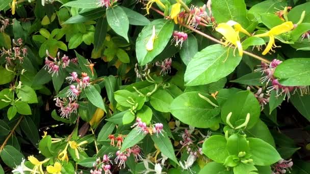 Honeysuckle Lonicera Japonica Blooming Flowers Shrub Garden — Stock Video
