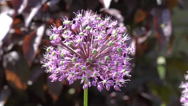 Mor Allium Giganteum Çiçeği Tamamen Çiçek Açmış — Stok video