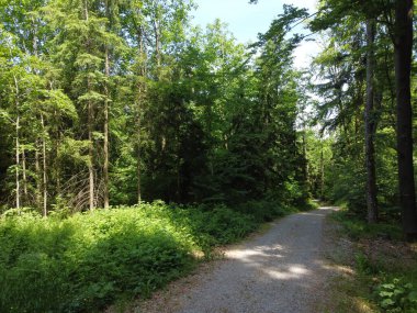 Ormandaki yolun havadan görünüşü. Drone fotoğrafçılığı