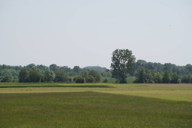 Bahçedeki yeşil çimenler. Yeşil çimlere yakın.