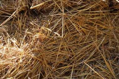 Eski ekipmanlarla tahıl hasat ve işleme