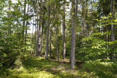 Orman, iklim değişikliği, kuraklık ve fırtınalar ve ham madde olarak ormanların tahrip edilmesi nedeniyle çöker.