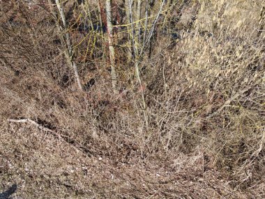 Bavyera 'da ilkbaharda yaprak döken ağaçlardan uzun gölgeler