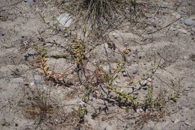 Akdeniz sahilindeki bitkiler kumsalda yetişiyor.
