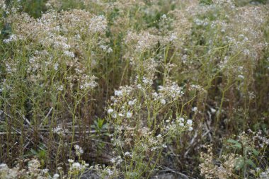 Orman bitkisinin kenarındaki çayır yemyeşil çimenler ve renkli çiçeklerle