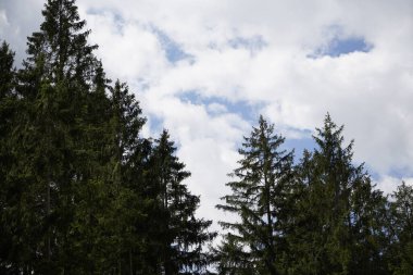 Orman, iklim değişikliği, kuraklık ve fırtınalar ve ham madde olarak ormanların tahrip edilmesi nedeniyle çöker.