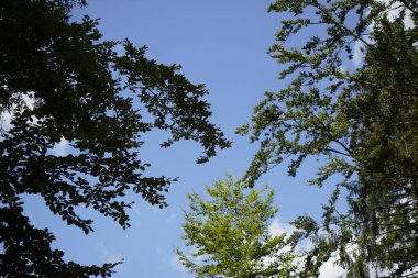 Orman, iklim değişikliği, kuraklık ve fırtınalar ve ham madde olarak ormanların tahrip edilmesi nedeniyle çöker.