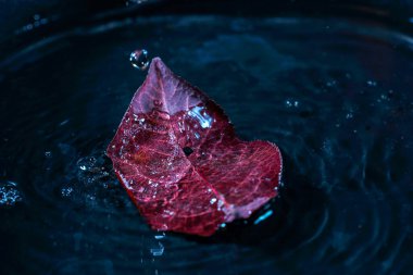 Maple leaf floating on the water surface, closeup of photo