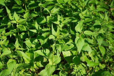 Autumn maple leaves background. Colorful maple leaves background. Autumn maple leaves background