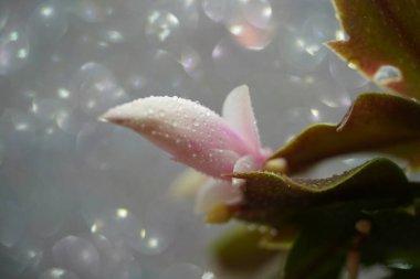 Noel Kaktüsü Schlumbergera detaylarıyla pembe çiçeklerle dolu. 