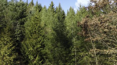 Forest in lush green with healthy conifers in winter