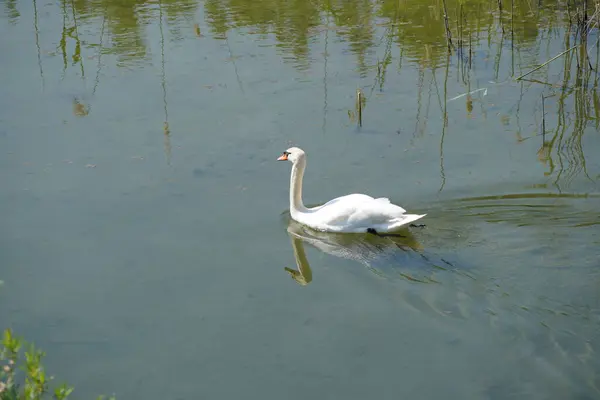 White Swan Swimming Lake Closeup Photo — Stock Photo, Image