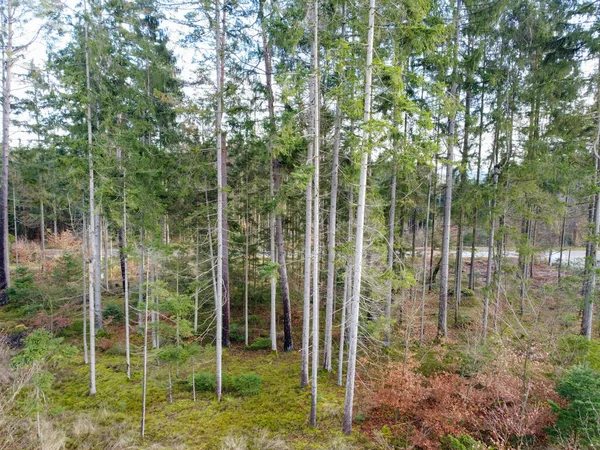 stock image Forest dieback and reforestation necessary due to climate change in Bavaria in the forest