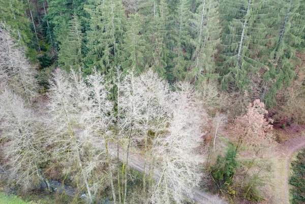 Luftaufnahme Des Waldes Bayern Mit Dichten Nadelbäumen Und Lichtungen Als — Stockfoto