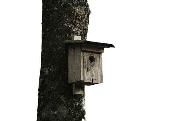 Ptačí Budka Lese — Stock fotografie