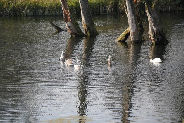 Danube Nehrinde Kuğu Ördek Karabatak Gibi Kuşları — Stok fotoğraf