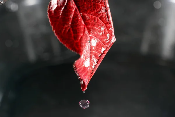 Raindrops Leaves Tree Early Spring — 스톡 사진