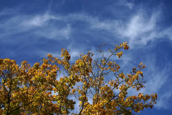 Hojas Otoño Árbol Contra Cielo Azul Con Nubes Blancas —  Fotos de Stock