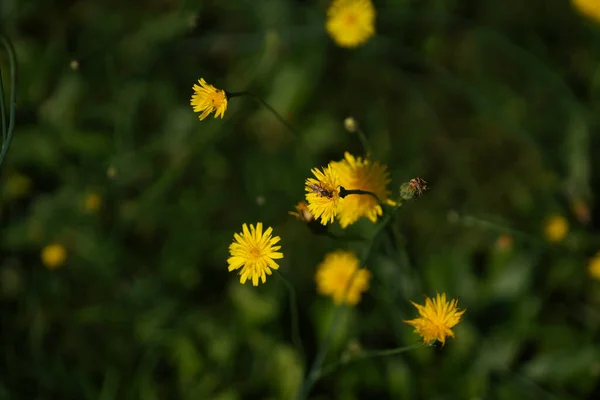 Květina Vyfocena Místní Zahradě Bavorsku — Stock fotografie