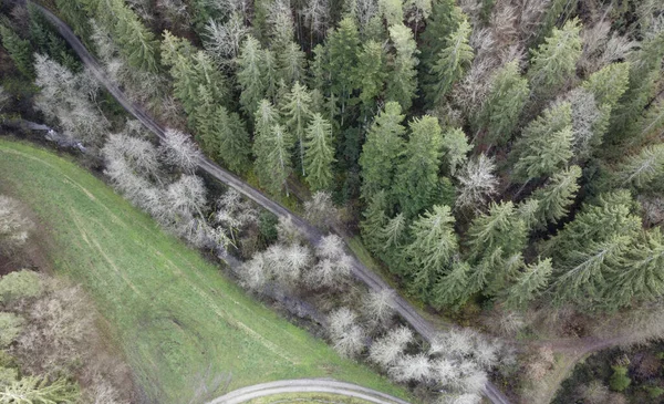 Аерофотозйомка Лісу Баварії Щільними Голчастими Деревами Розчищеннями Зелений Луг — стокове фото