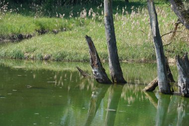 Ördek otu ve alglerle kaplı eski bir bataklığın yüzeyi, ölü ağaçlar ve bataklık çayırları.,
