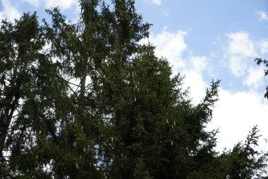 Orman, iklim değişikliği, kuraklık ve fırtınalar ve ham madde olarak ormanların tahrip edilmesi nedeniyle çöker.