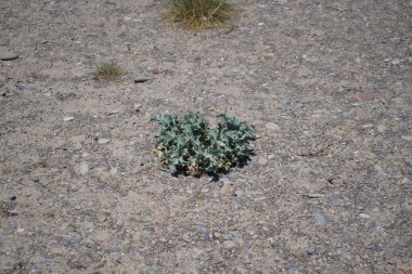 Akdeniz sahilindeki bitkiler kumsalda yetişiyor.