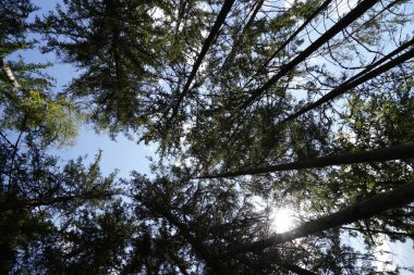 Orman, iklim değişikliği, kuraklık ve fırtınalar ve ham madde olarak ormanların tahrip edilmesi nedeniyle çöker.