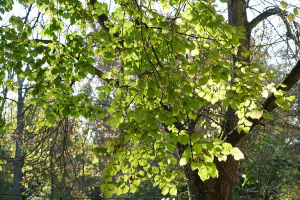 Green Leaves Tree Blue Sky Spring Background Colorful Background — Fotografia de Stock