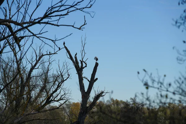 Pták Divoká Zvěř Kormorán Sedí Starém Stromě Dunaje — Stock fotografie
