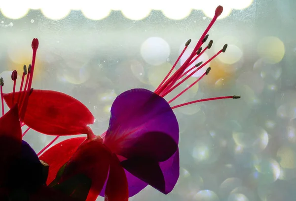 花瓶や絵の中のフクシアの花芸術の完全なフレーム — ストック写真