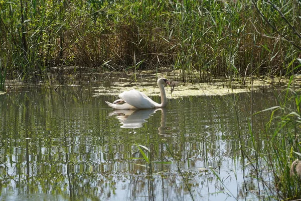 湖での白い白鳥の水泳 写真の閉鎖 — ストック写真