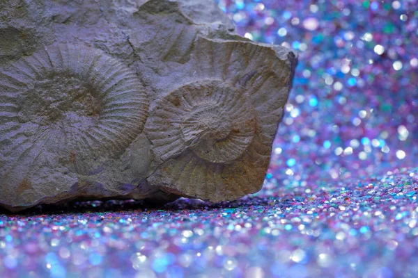 Ammonite Fossil Dark Background Minimalism — Fotografia de Stock