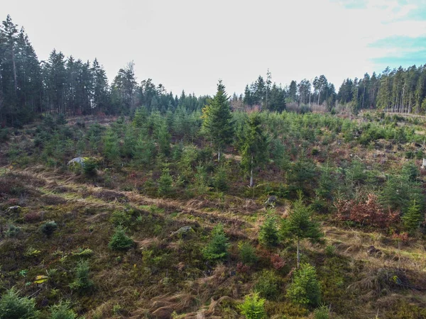 Forest Dieback Reforestation Necessary Due Climate Change Bavaria Forest —  Fotos de Stock